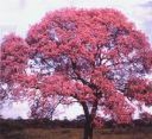Lapacho - strom